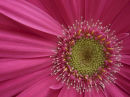 Gerbera